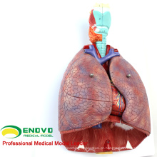 LUNG01 (12498) 1: 1 Lung 7 parts Modelo com laringe Anatomy Models&gt; Lung Models&gt; Education Model